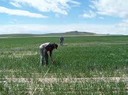 Earl Creech Extension Agronomist, USU