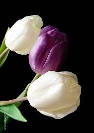 Pin By Dareen On Flowers Tulips Planting Flowers Tulips Flowers Beautiful Flowers
