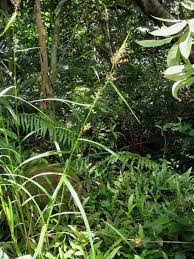 Image result for Scleria xerophila