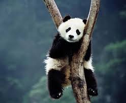 Résultat de recherche d'images pour "sad panda"