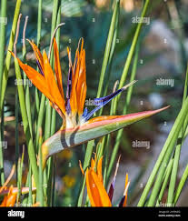 Image result for Strelitziaceae