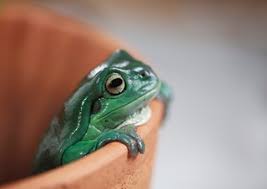 Then cover with fresh grass. Frogs In Sydney Nsw Environment Energy And Science