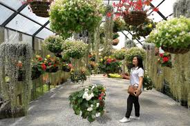 Foto bunga korea bunga sakura siap mekar di korea selatan republika online destinasi terbaik menyaksikan bunga sakura di kor bunga bunga sakura taman bunga. Di Thailand Ladang Opium Disulap Jadi Vila Dan Taman Bunga Halaman All Kompas Com