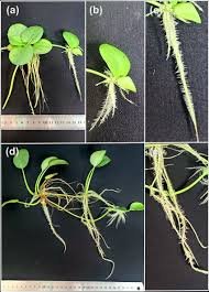 Image result for Limnobium