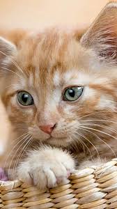 Pin By Avv Antonio Zampaglione On Poesy Kittens And Puppies Cats And Kittens Domestic Cat