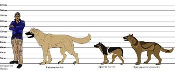 Epicyon Height Chart By Htfshimmer Ancient Life Height