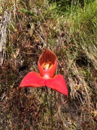 Image result for Disperis dicerochila