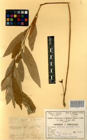 Image result for Eriosema monticola