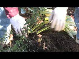 For those plants that are hardy through the winter, dig the whole clump up as they break dormancy. Gardening Tips How To Divide Canna Lilies Youtube