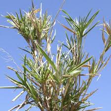 Image result for Panicum aequinerve