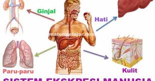 Kunci jawaban ini dibuat untuk membantu mengerjakan soal ipa bagi kelas 8 di semester 1 halaman 66. Jawaban Pg Uji Kompetensi Bab 9 Ipa Kelas 8 Smp Halaman 110 Sistem Ekskresi Manusia Basbahanajar Com
