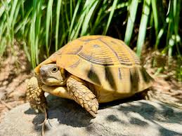 Image result for Hermannia eenii