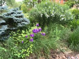 Image result for Stenostelma capense