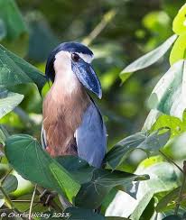 Birds Outside My Window From Outside My Window Blog Birds Animals The Outsiders