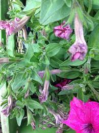 Petunia Problems We Think That There Are Several Issues With Your Petunia 1 This Plant Looks Like It Needs Deadheadin Wilted Flowers Wave Petunias Petunias