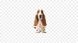 We did not find results for: Hush Puppies Schuh Schuhe Legere Kleidung Basset Hound Png Bild Png Herunterladen 880 660 Kostenlos Transparent Begleiter Hund Png Herunterladen