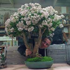 Flowering Jade Plant Blooming Is Triggered By The Natural Shortening Of The Daylight Hours So In The N Jade Plants Indoor Flowering Plants Indoor Bonsai Tree
