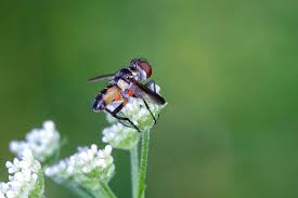 Image result for Terminalia trichopoda