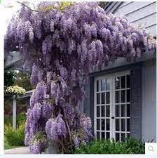 10 Sementes Saco Sementes De Glicinias Flores Ornamentais De Jardim Purple Wisteria Plants Wisteria