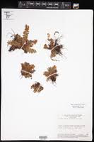 Image result for Anemia angolensis