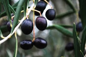 Pin On Olive Oil Landscapes