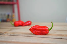 Exceptions are of course ornamental peppers and small chillies, such as the aurora variety. Ghost Peppers Everything About The Bhut Jolokia Pepper Geek