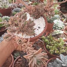 Image result for Aeollanthus parvifolius