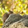 rock squirrel facts from animalia.bio
