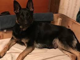 The german shepherd dog is the second most popular breed in the united states, and. Maine German Shepherd Breeder German Shepherd Puppies For Sale Personal Protection German Shepherds Trained German Shepherd Puppies For Sale Maine German Shepherd Breeder
