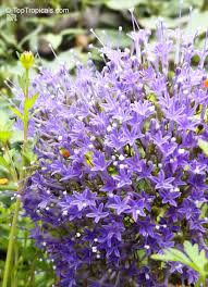 Check spelling or type a new query. Trachelium Caeruleum Blue Throatwort Toptropicals Com