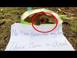 Rescue Puppy In The Bag With The Saddest Notetheir Mother Is Gone Youtube Rescue Puppies Puppies Dog Rescue Stories