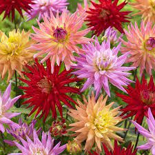 Van Zyverden Dahlias Karma Corona Mixture Set Of 7 Bulbs Walmart Com Growing Dahlias Dahlia Planting Bulbs