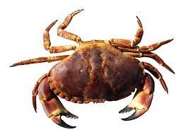 Crab Png Image Crabs Animal Sea Crab Sea Animals