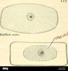 Adventures With Animals And Plants. Biology. Problem 2. How Cclls Keep  Alive Cells {Absorptiov) The Protoplasm Acts On Some Of The Food, Making It  Usable (Digestion)] The Protoplasm Makes More Protoplasm