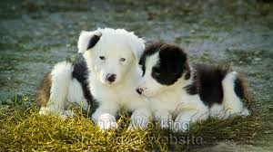 A description of tropes appearing in dog with a blog. How Do You Feel About Unusually Marked Puppies We Love Them The Working Sheepdog Website