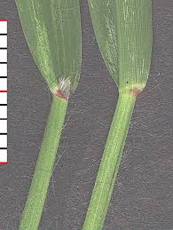 Image result for Leptochloa panicea