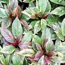 Image result for Pseuderanthemum