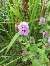 Image result for Mentha aquatica