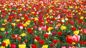 Image result for images of flower garden