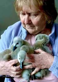 Bridgetown Wildlife Rescue INC