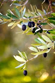 Olivier Olive Tree Olive Gardens Olive Branch