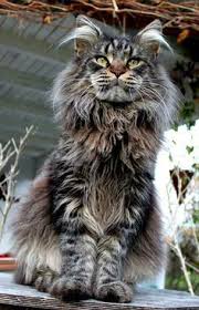 The maine coon cat is one of the largest domesticated breeds of felines. Pin On I Love Cats And Kittens