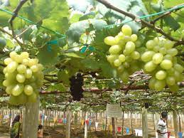 Selain ladang anggur tasik beris, syarikat ini mempunyai sebuah ladang lagi seluas 30 ekar di sungai senam dengan jumlah tanaman sebanyak 7000 pokok anggur. Ladang Anggur Di Kedah Segara Biru