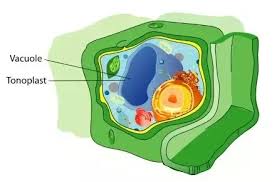 We did not find results for: What Are Some Organelles That Animal Cells Have That Plant Cells Typically Do Not Quora