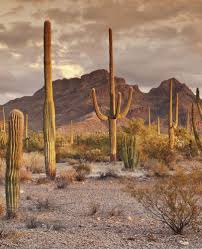 Get organ pipe cactus national monument's weather and area codes, time zone and dst. If You Never Receive Inbound Enquiries There Is Something Terrribly Wrong Value Creation And Company Desert Aesthetic Sonoran Desert Desert Landscaping