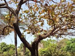 Image result for Piliostigma thonningii