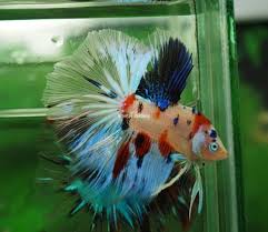 Pin By Marianne Sans On Beautiful Betta Fish Betta Fish Betta Fish