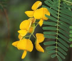 Image result for Sesbania brevipedunculata
