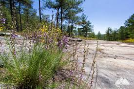 Edenbrothers.com has been visited by 10k+ users in the past month Best Spring Hikes In Georgia Our Top 10 Favorite Trails