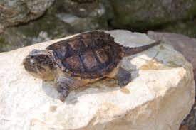 Baby snapping turtles may be cute, but please do not buy one if you cannot commit to caring for them as adults. Turtles Outdoor Alabama